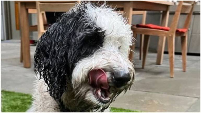 Luna, a shaggy black and white dog